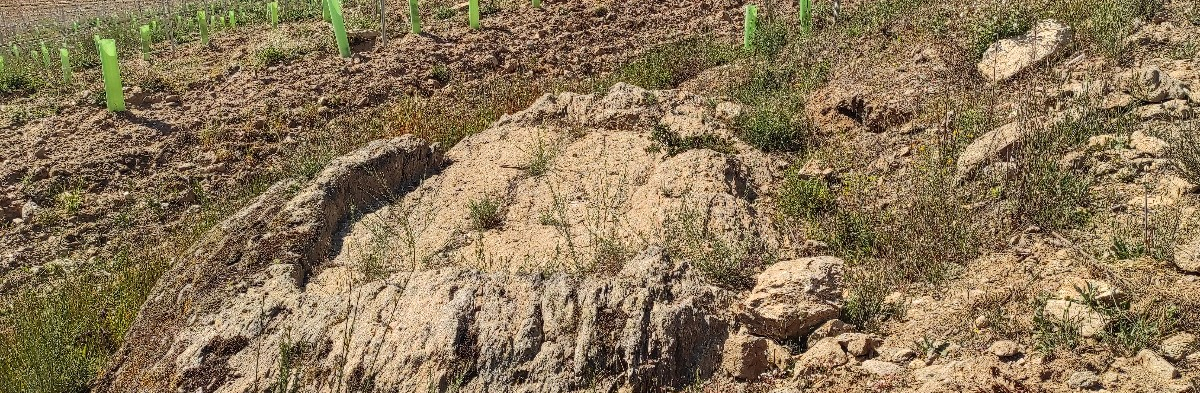 Lagar rupestre de As Pedreiras, rodeado de novos viñedos