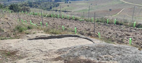 Lagar rupestre de As Pedreiras